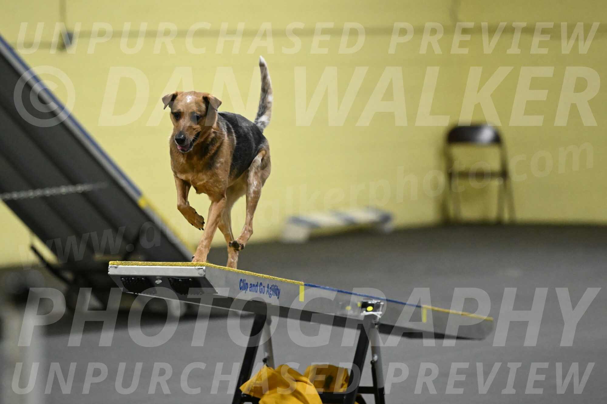 Sassafras-Tirpak-Chylik-10799