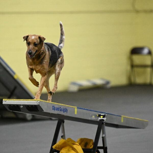 Sassafras-Tirpak-Chylik-10799