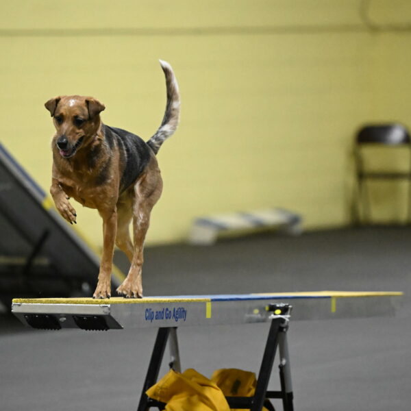 Sassafras-Tirpak-Chylik-10800