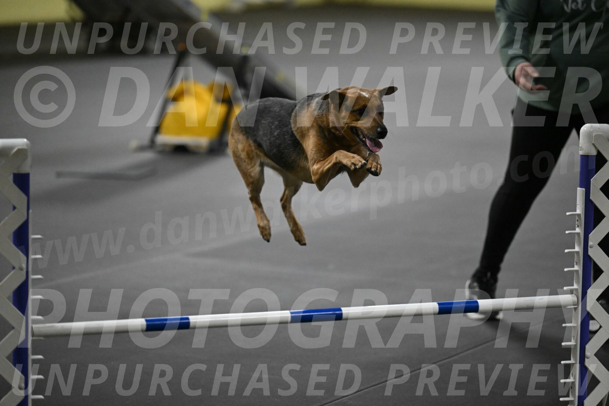 Sassafras-Tirpak-Chylik-10801