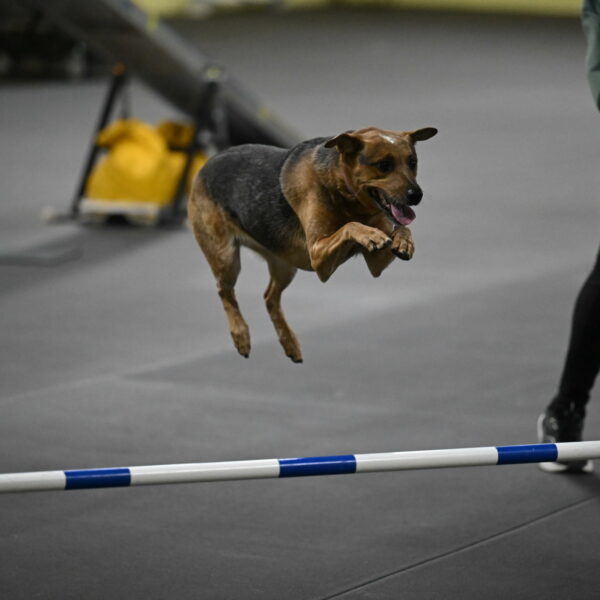 Sassafras-Tirpak-Chylik-10801