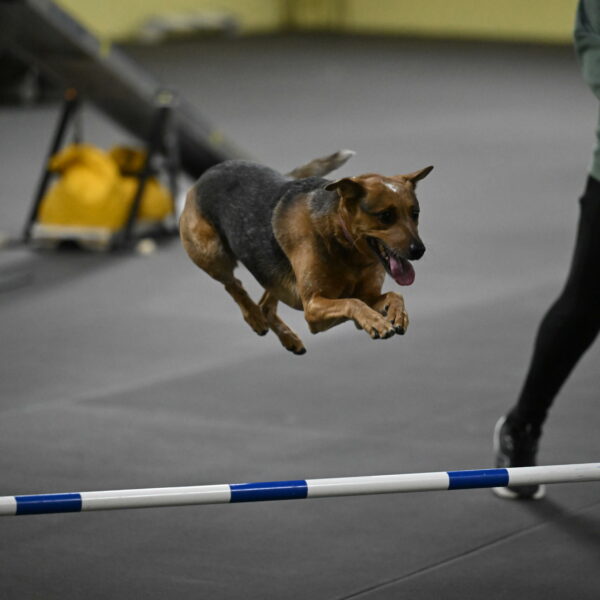 Sassafras-Tirpak-Chylik-10802