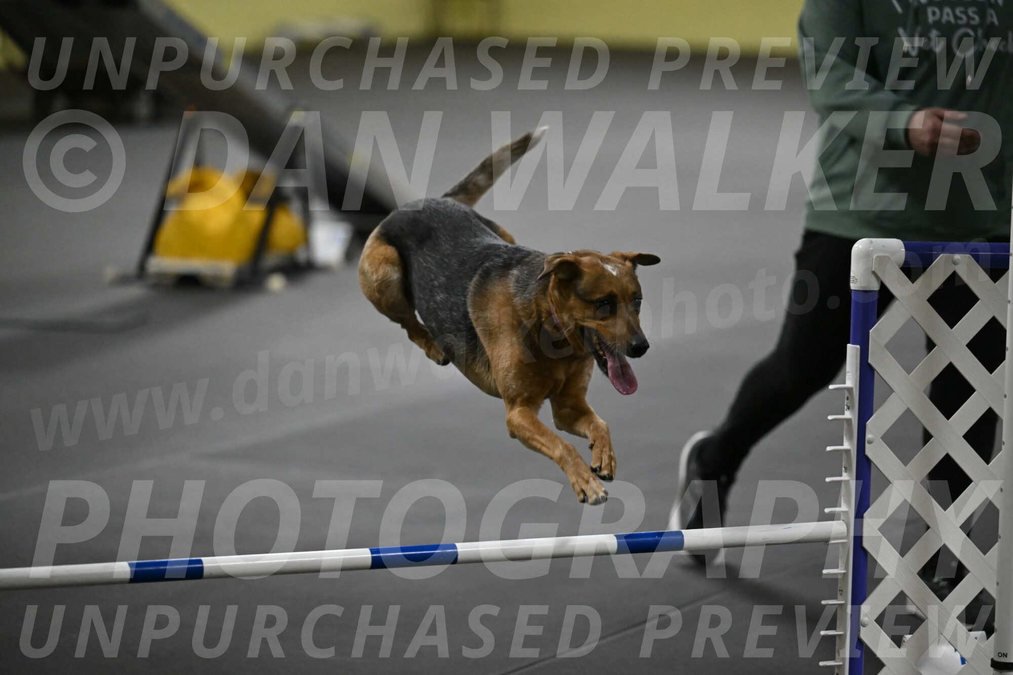 Sassafras-Tirpak-Chylik-10803