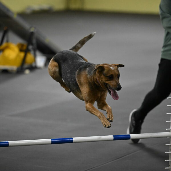 Sassafras-Tirpak-Chylik-10803