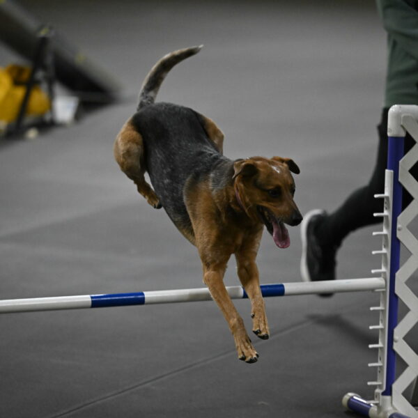 Sassafras-Tirpak-Chylik-10804