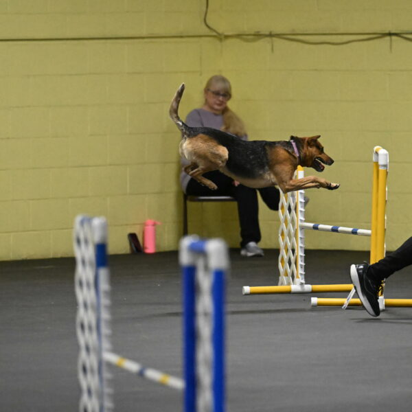 Sassafras-Tirpak-Chylik-10805