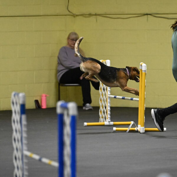 Sassafras-Tirpak-Chylik-10806