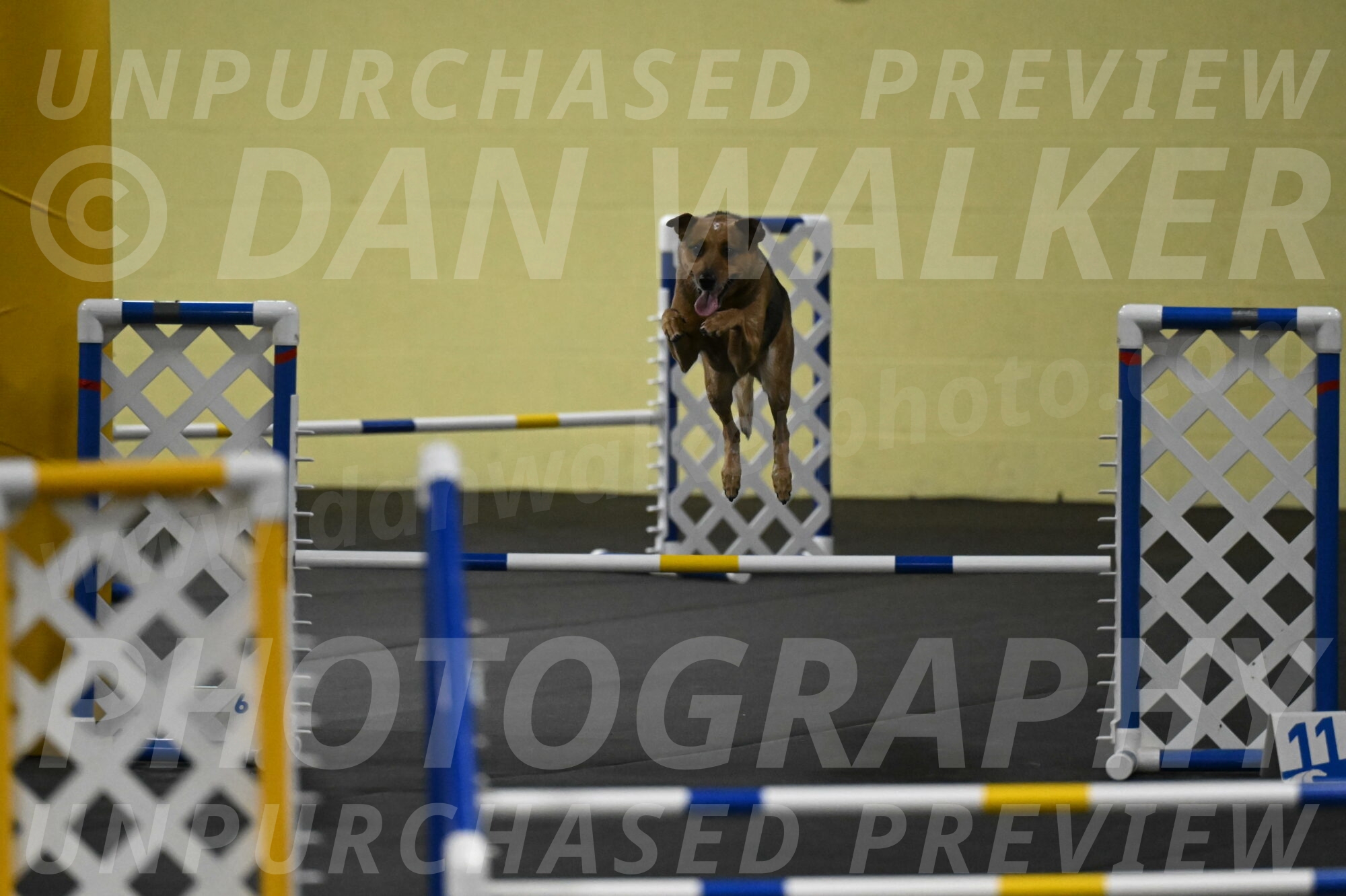 Sassafras-Tirpak-Chylik-10807