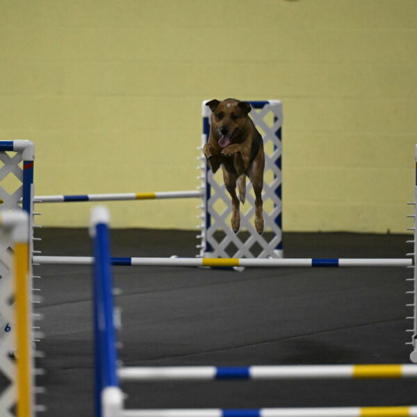 Sassafras-Tirpak-Chylik-10807