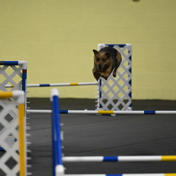 Sassafras-Tirpak-Chylik-10809