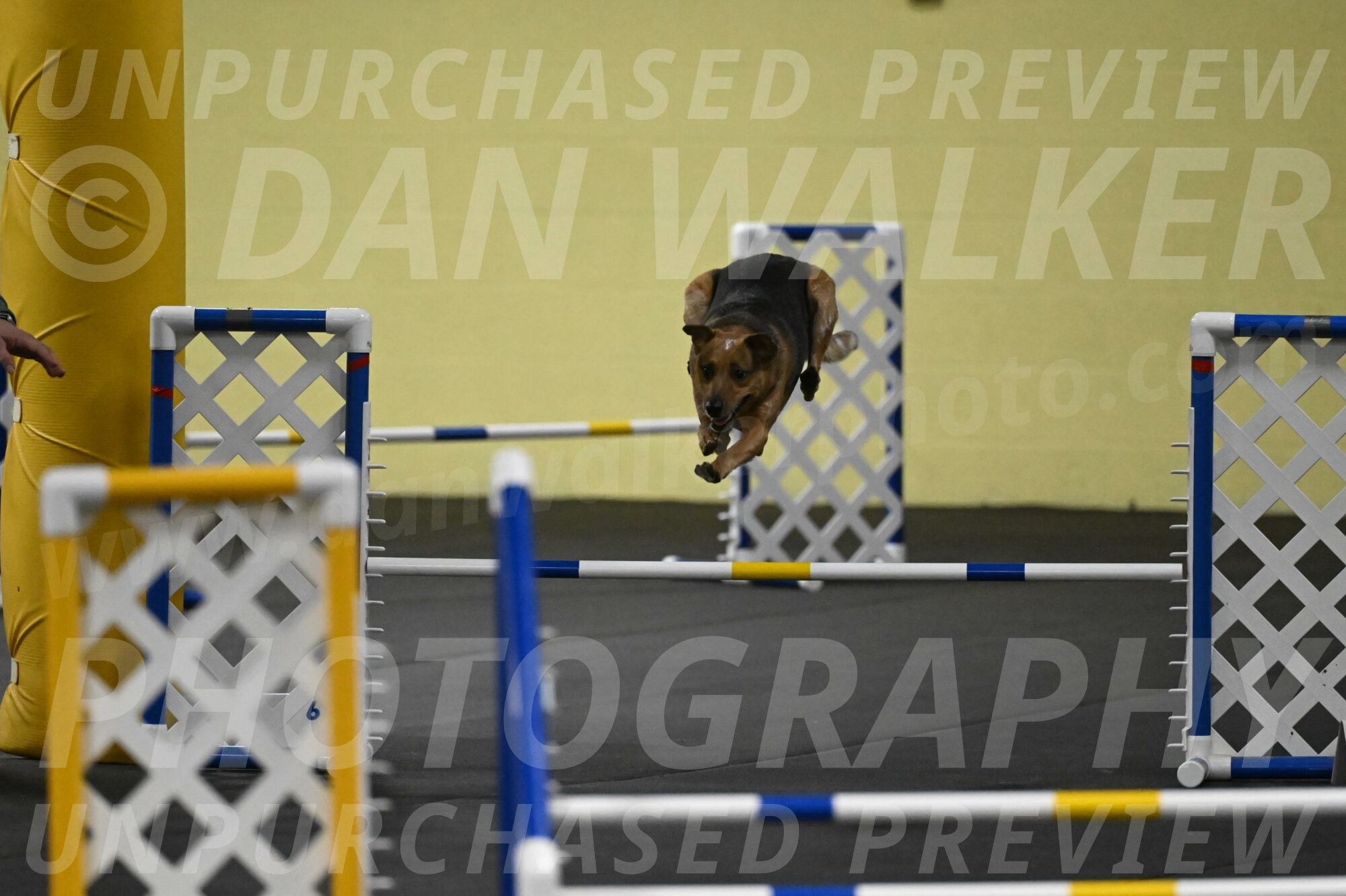 Sassafras-Tirpak-Chylik-10810