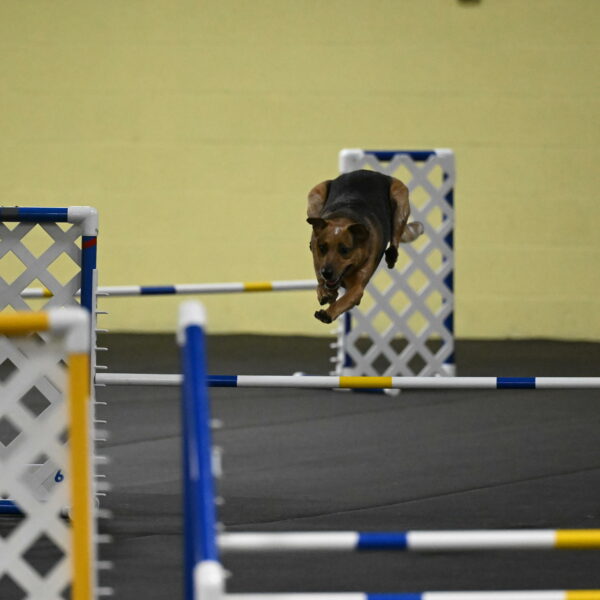 Sassafras-Tirpak-Chylik-10810