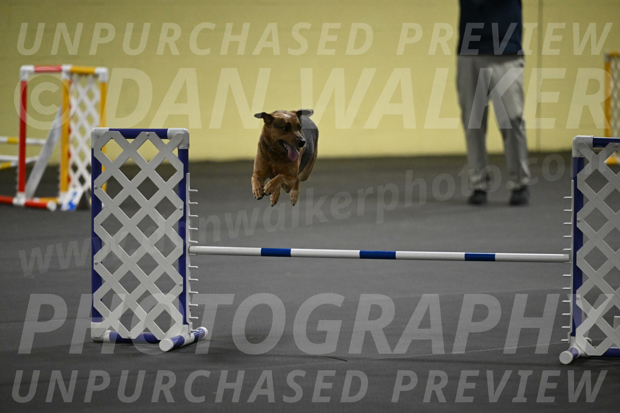 Sassafras-Tirpak-Chylik-10814