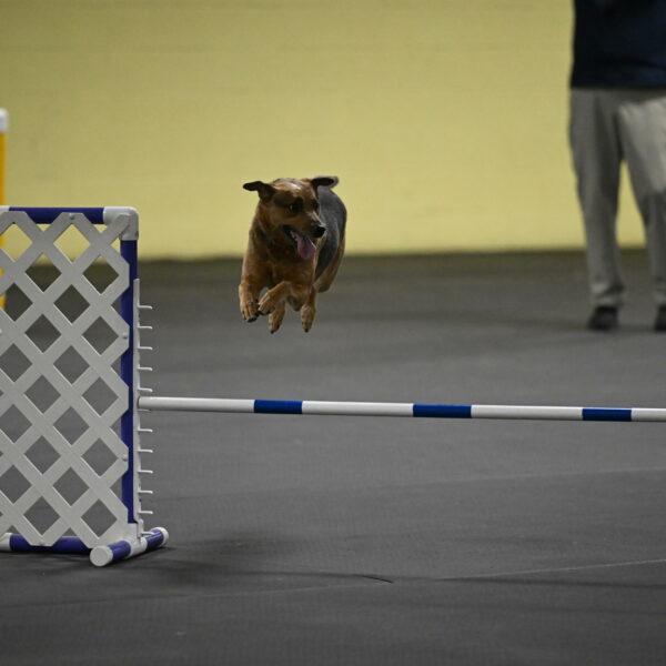 Sassafras-Tirpak-Chylik-10814