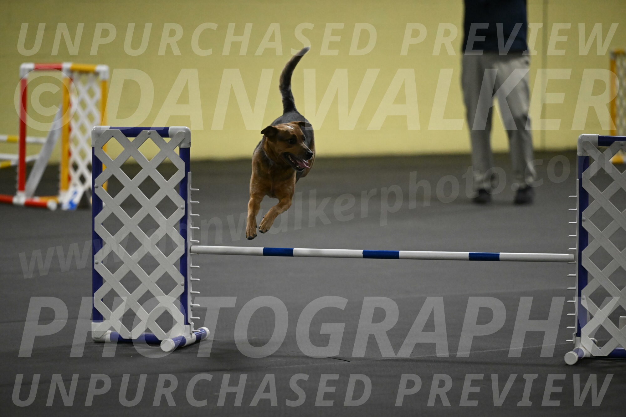 Sassafras-Tirpak-Chylik-10815