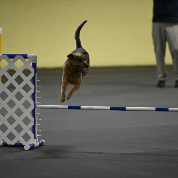 Sassafras-Tirpak-Chylik-10815