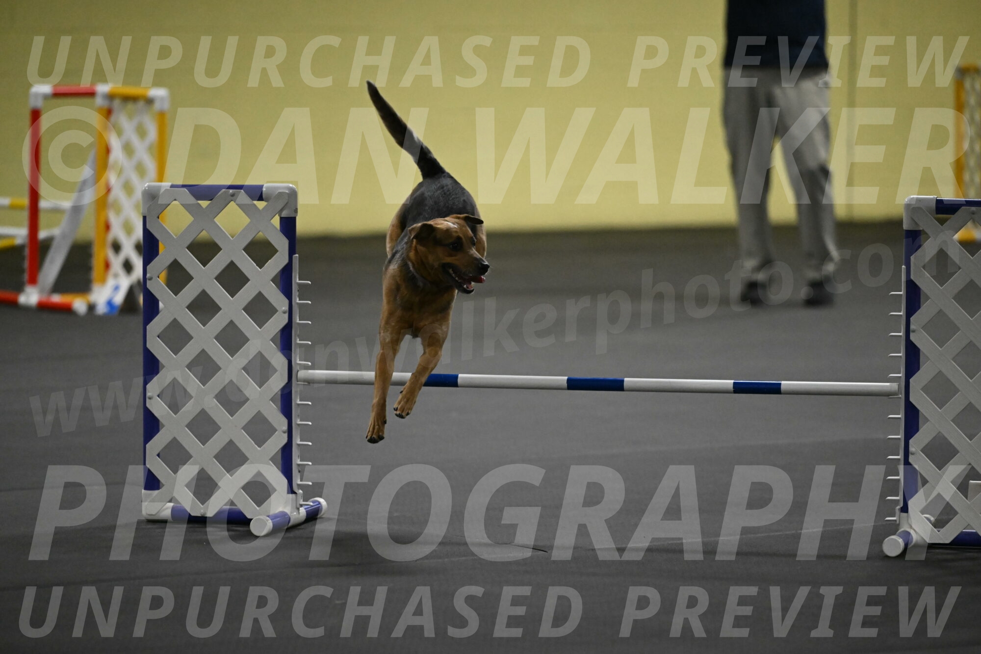 Sassafras-Tirpak-Chylik-10816