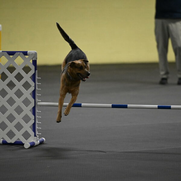 Sassafras-Tirpak-Chylik-10816