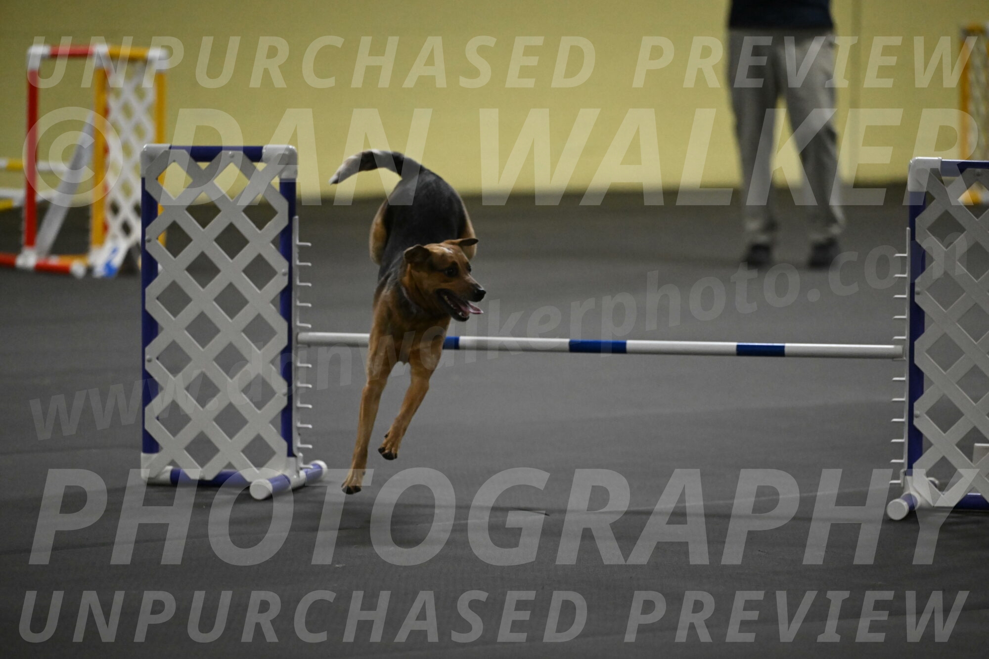 Sassafras-Tirpak-Chylik-10817