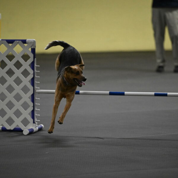 Sassafras-Tirpak-Chylik-10817