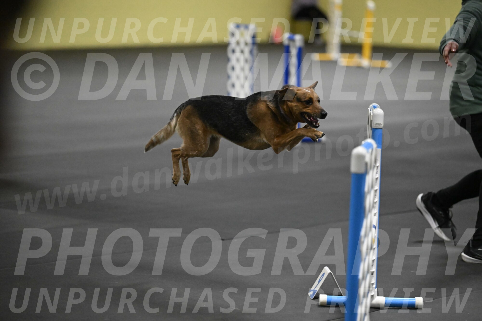 Sassafras-Tirpak-Chylik-10818