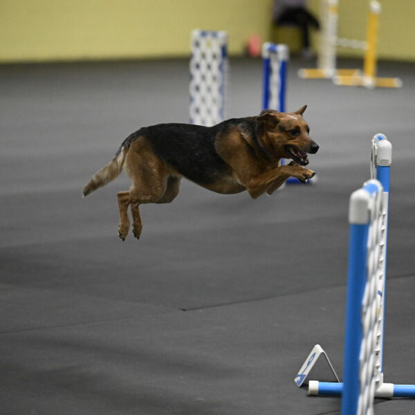 Sassafras-Tirpak-Chylik-10818