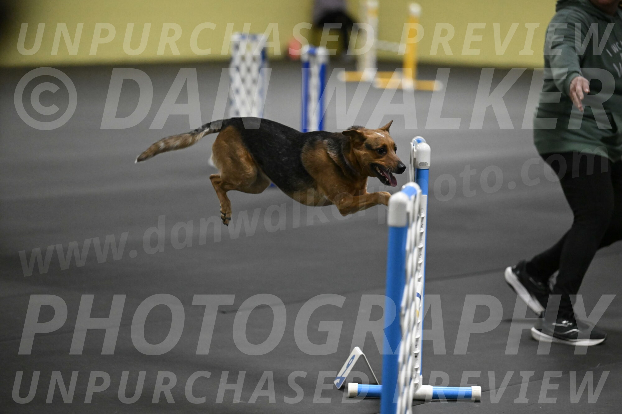 Sassafras-Tirpak-Chylik-10819