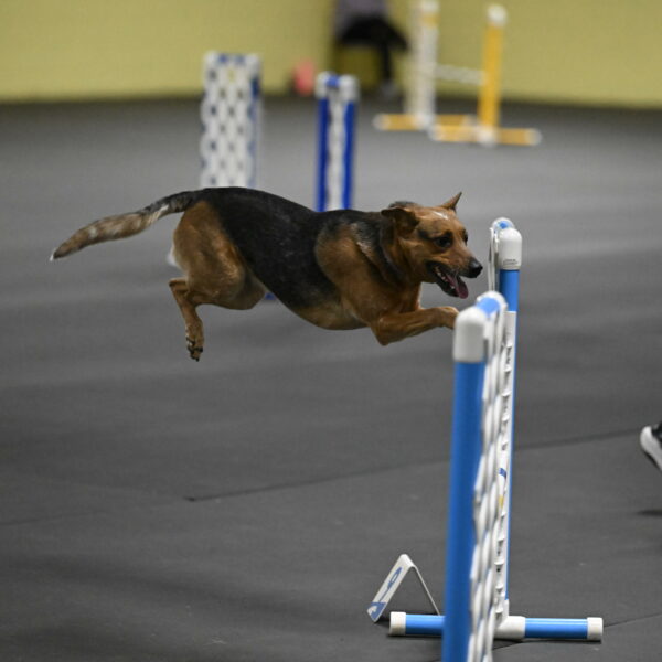 Sassafras-Tirpak-Chylik-10819