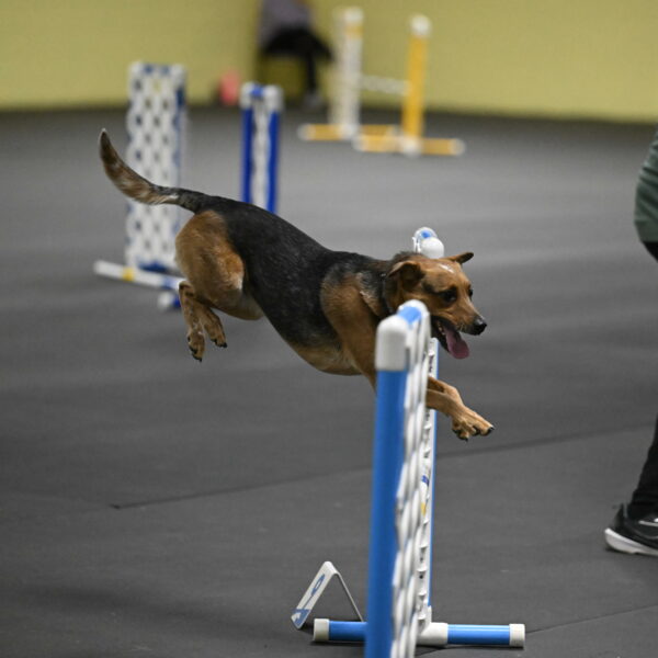 Sassafras-Tirpak-Chylik-10820