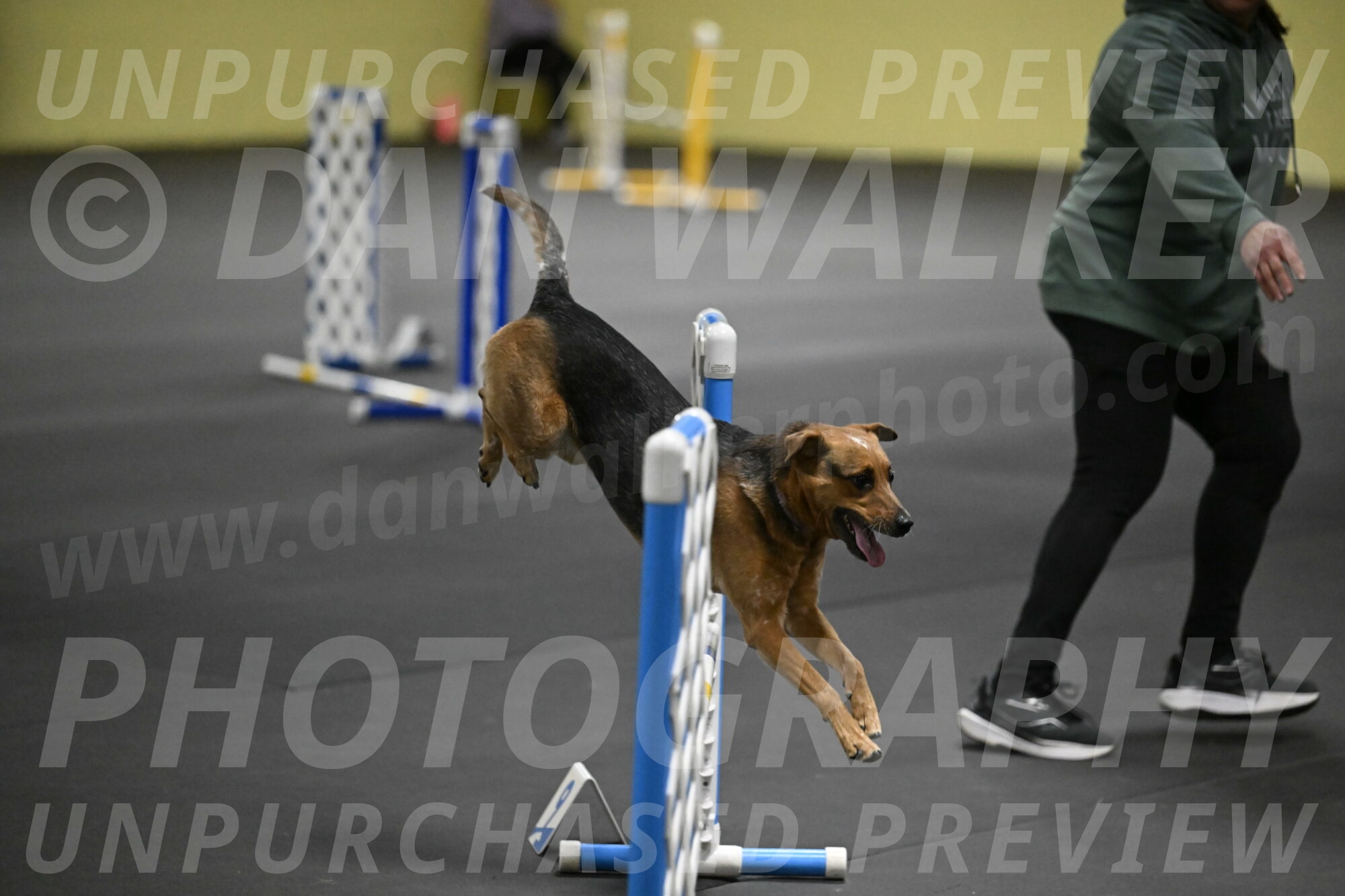 Sassafras-Tirpak-Chylik-10821