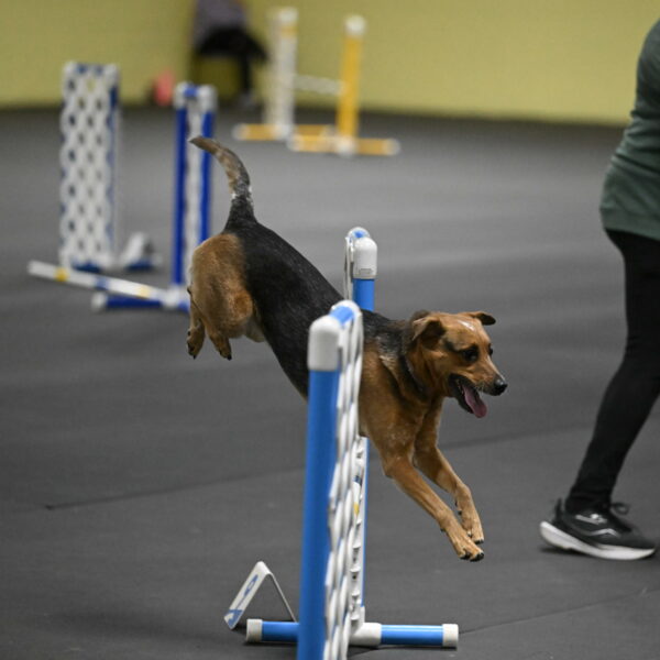 Sassafras-Tirpak-Chylik-10821