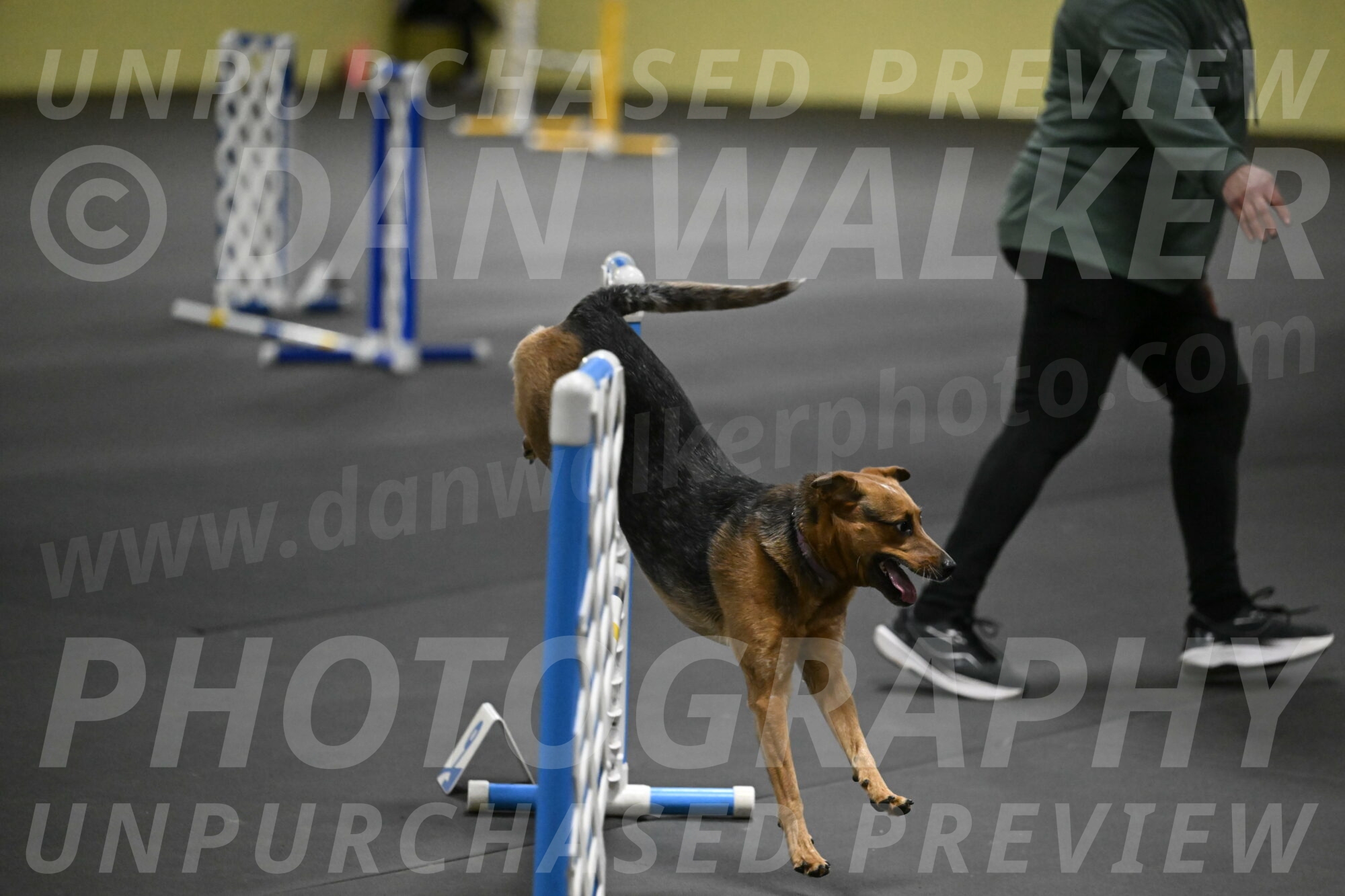 Sassafras-Tirpak-Chylik-10822