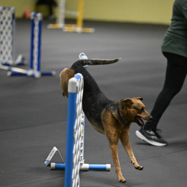 Sassafras-Tirpak-Chylik-10822