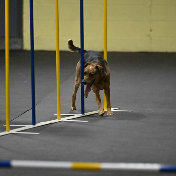 Sassafras-Tirpak-Chylik-10824