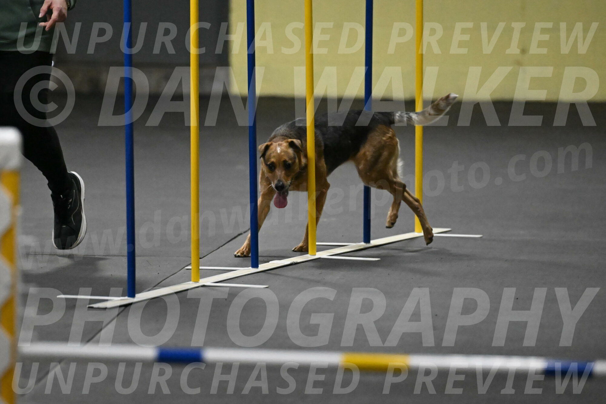 Sassafras-Tirpak-Chylik-10828