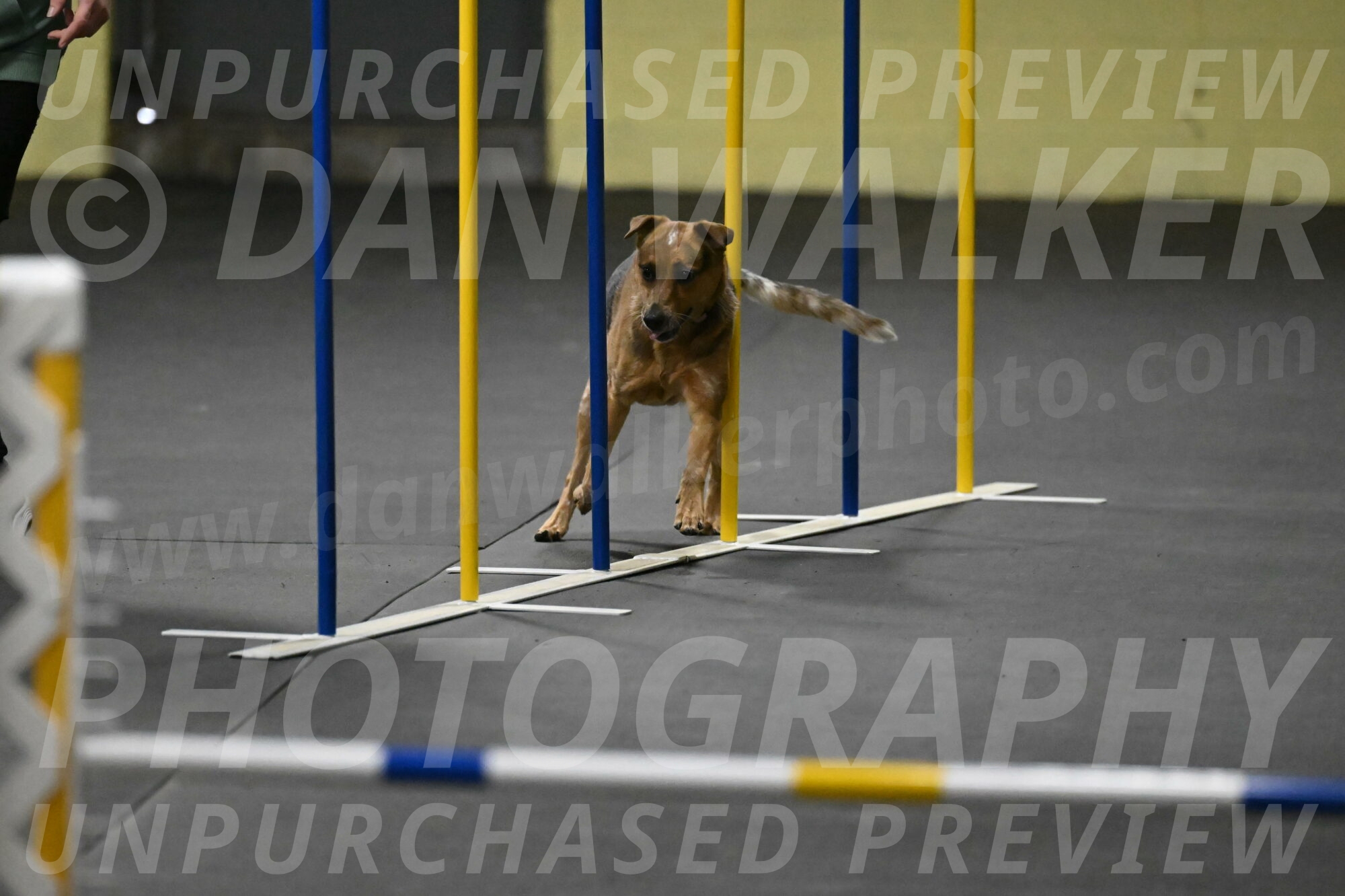 Sassafras-Tirpak-Chylik-10831