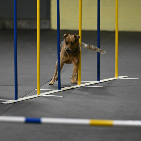 Sassafras-Tirpak-Chylik-10831