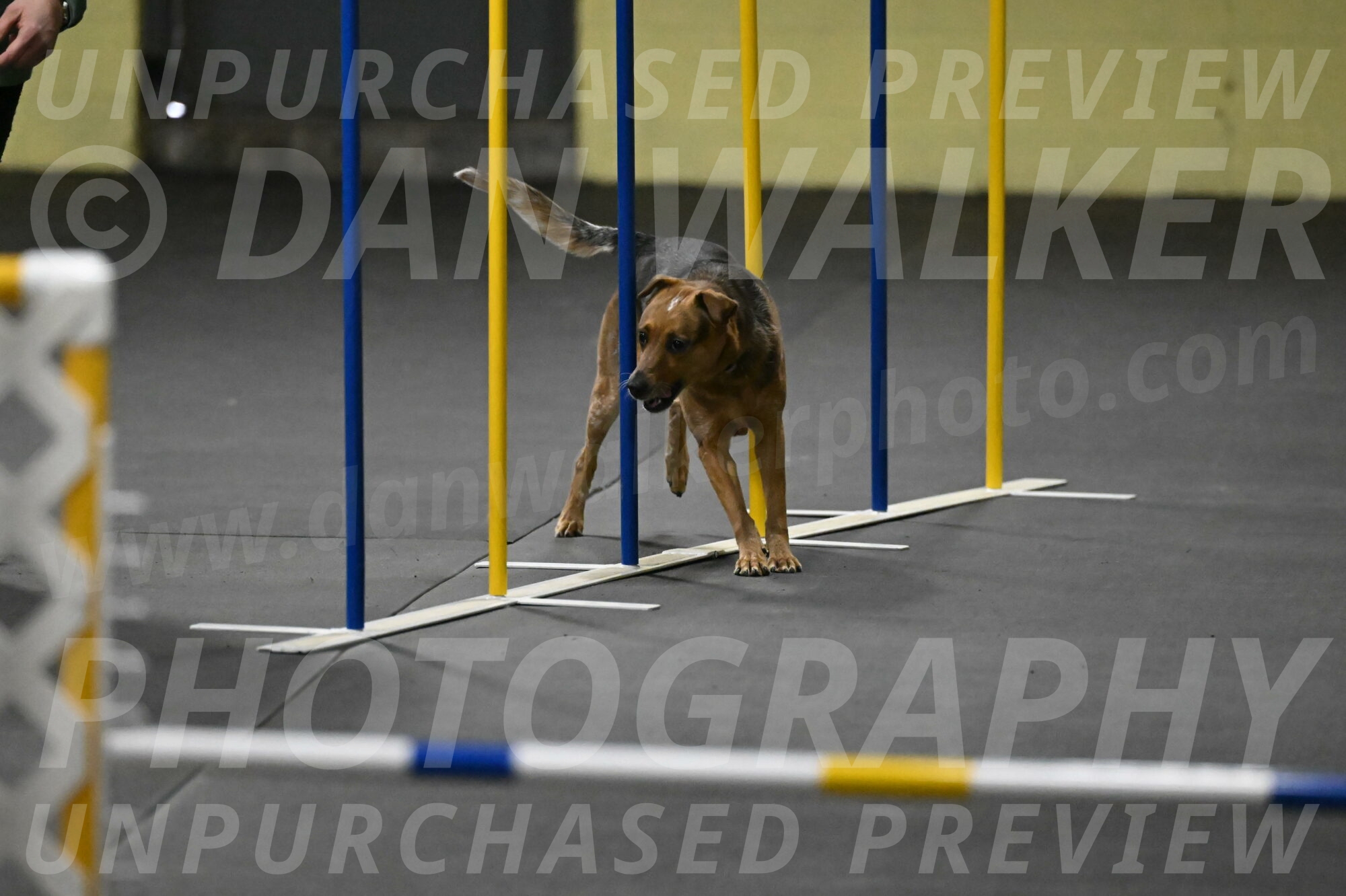 Sassafras-Tirpak-Chylik-10833