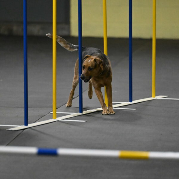 Sassafras-Tirpak-Chylik-10833