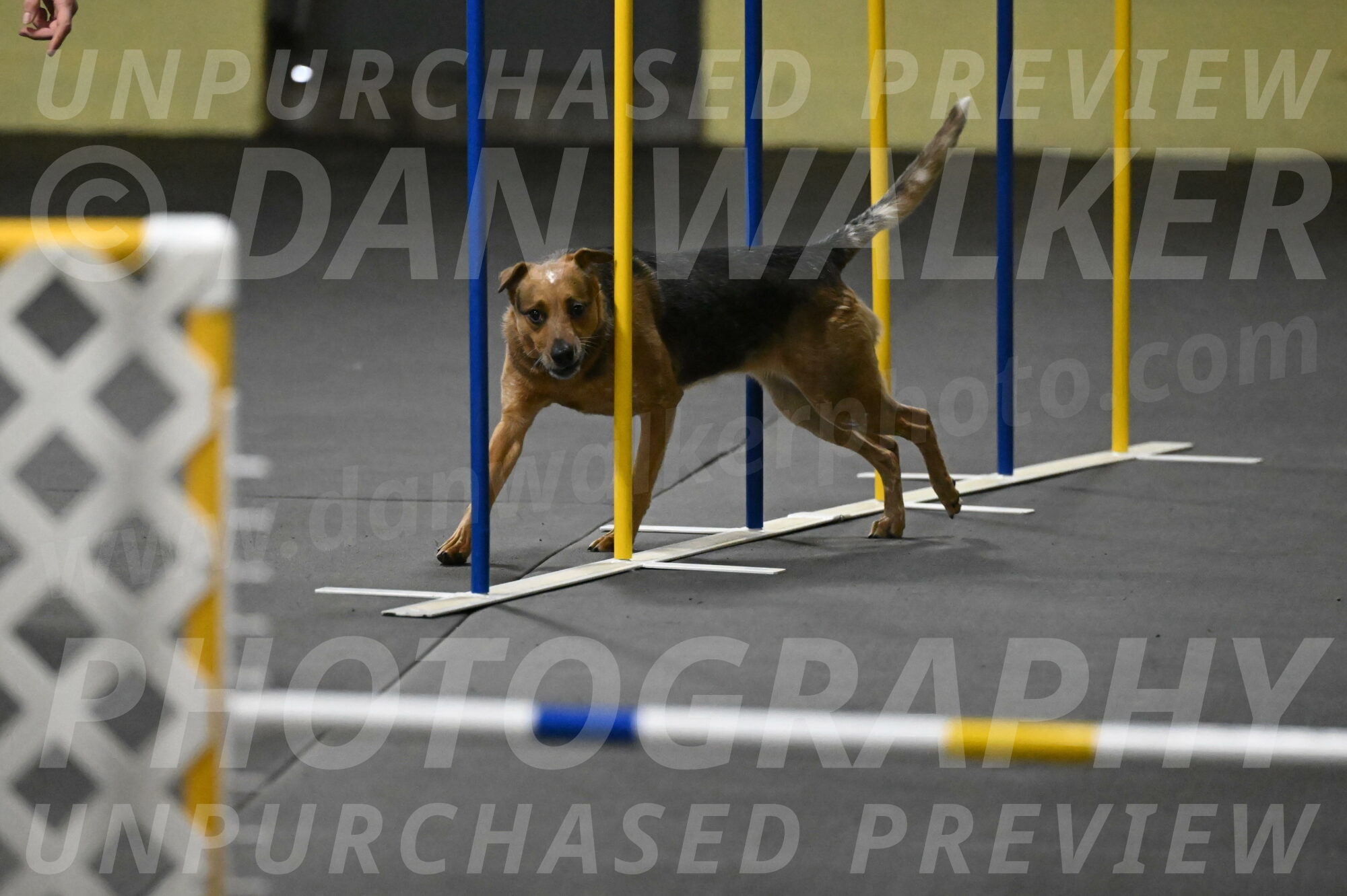 Sassafras-Tirpak-Chylik-10838