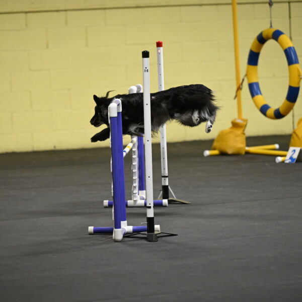 Sir-Koen-Armbrust-03735