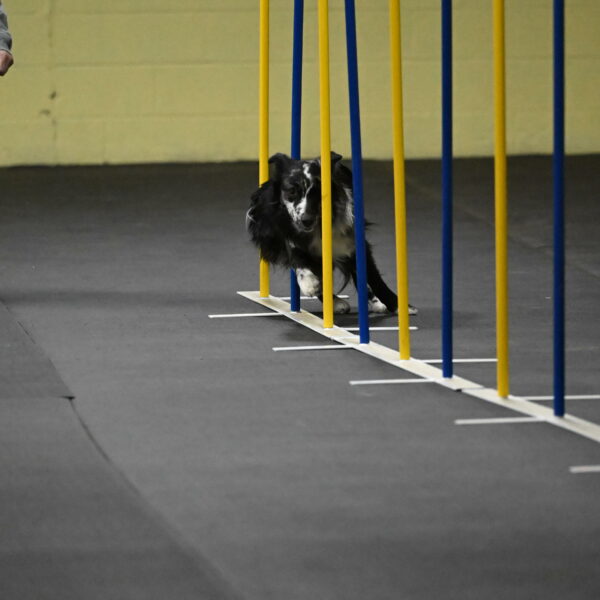 Sir-Koen-Armbrust-03763