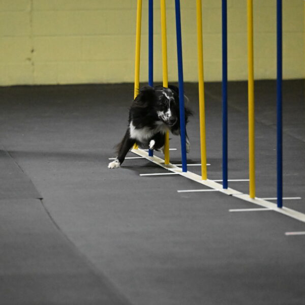 Sir-Koen-Armbrust-03765