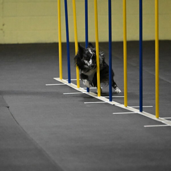 Sir-Koen-Armbrust-03769