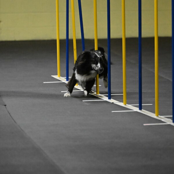 Sir-Koen-Armbrust-03770