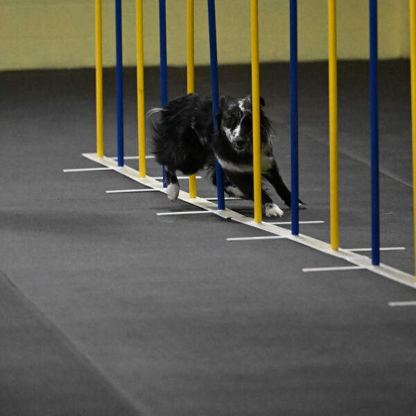 Sir-Koen-Armbrust-03773