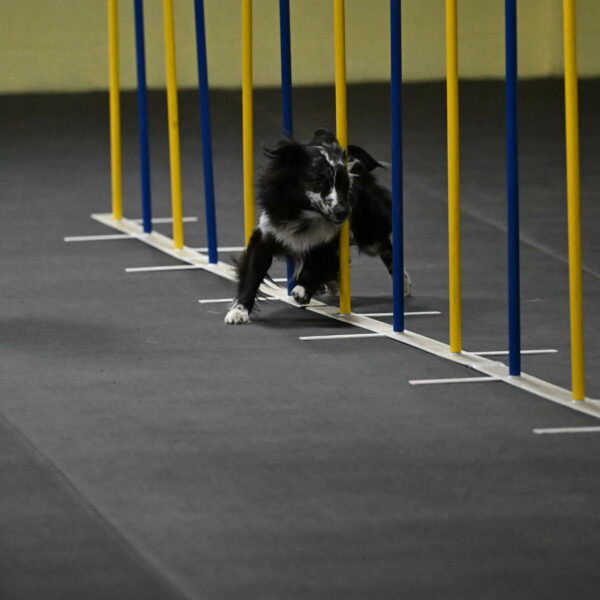 Sir-Koen-Armbrust-03775