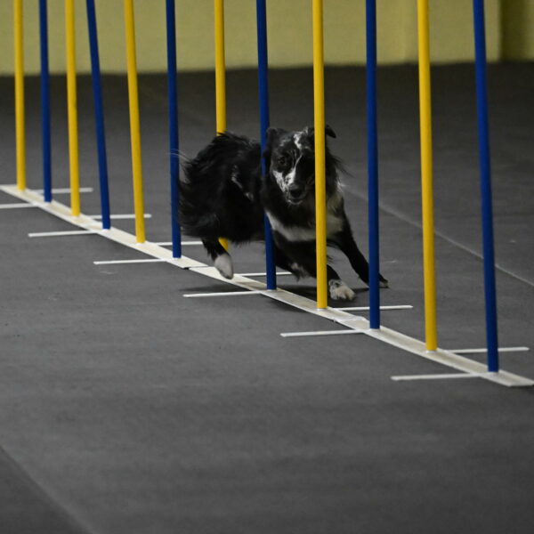 Sir-Koen-Armbrust-03778