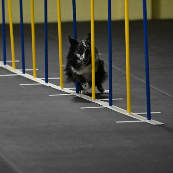 Sir-Koen-Armbrust-03779