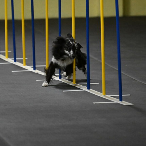 Sir-Koen-Armbrust-03780